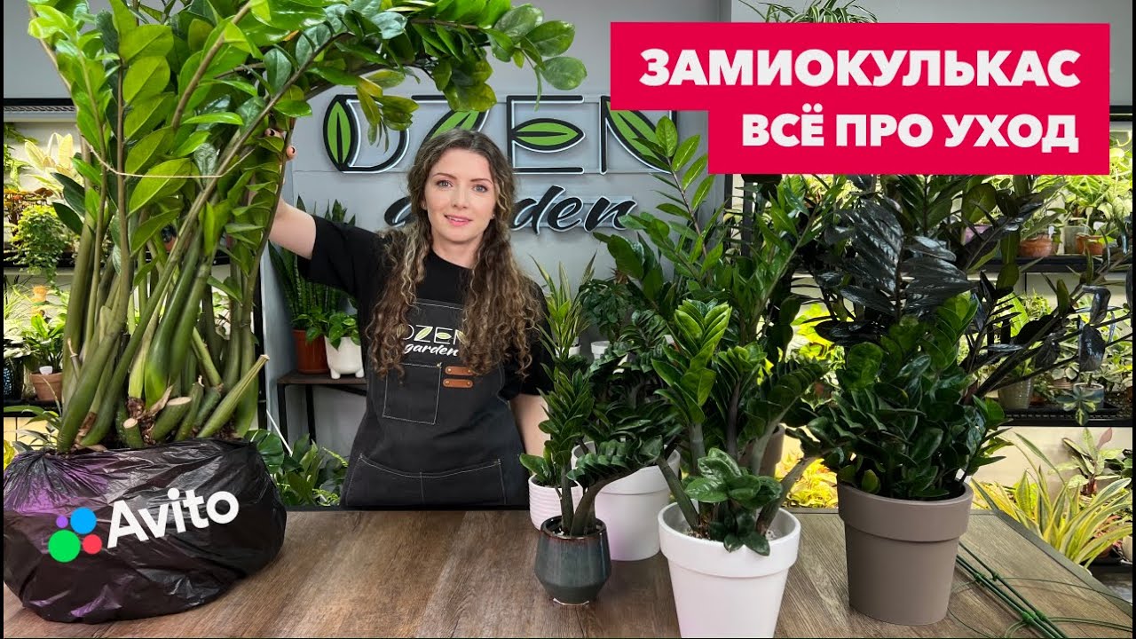 Замиокулькас » Основные правила ухода за долларовым деревом