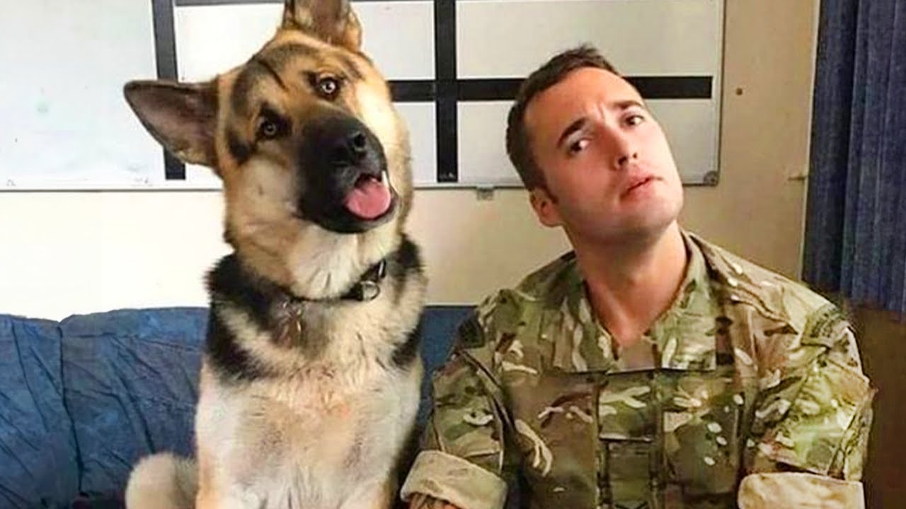 When your sibling's name is Dog 🤣 Funny Dog and Human Videos 2024