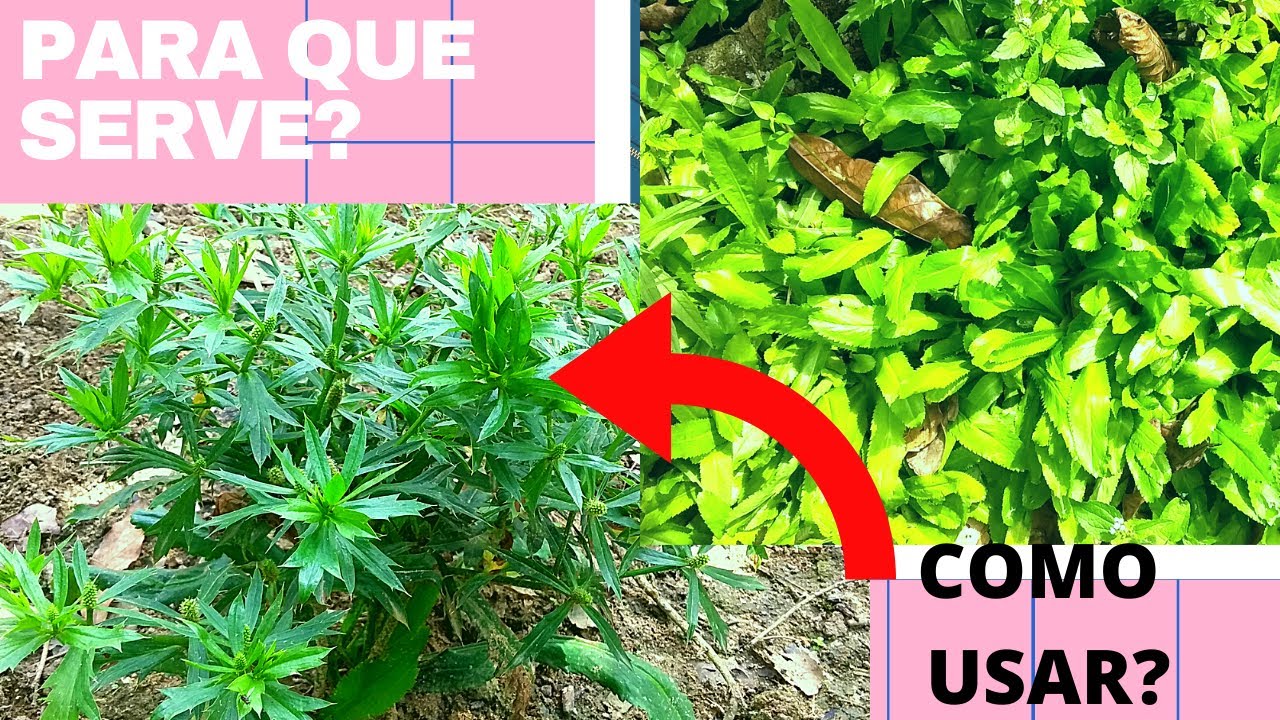 Coentrão/Chicória/Coentro do pará: como plantar, cuidar e usar o coentro largo (chicória do pará)