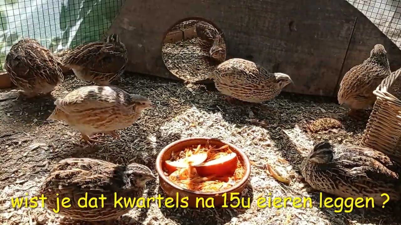 Calm Spring Days Along With Quails