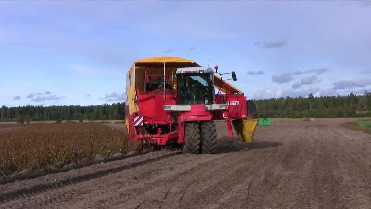 Perunan nosto ja pakkaaminen Veljekset Kuusiston perunaviljelmällä Himangalla