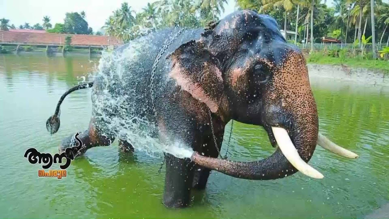 Aaradhana Sivakasi Kannan  (  Aana  peruma  episode -11 )