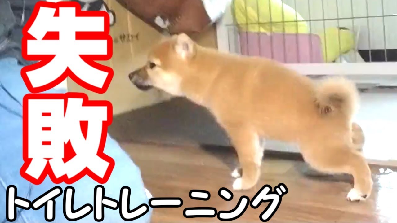 【豆柴犬】【生後66日】豆柴赤ちゃんのトイレトレーニング【しつけ】【成功と失敗】【shibainu】