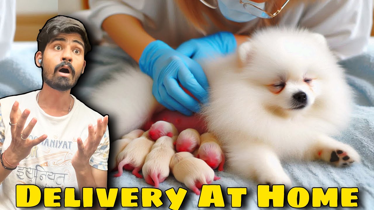 Pomeranian dog giving birth to new born puppies 😍 l dog giving birth l puppies l pet lover surya