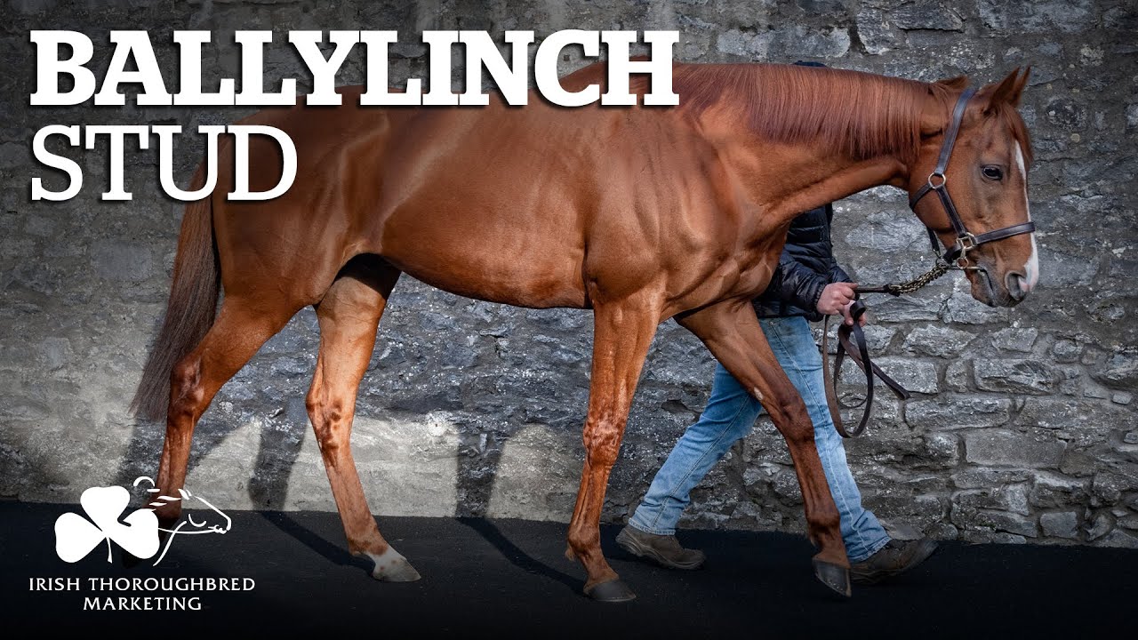 ITM Irish Stallion Showcase 2021 - Ballylinch Stud
