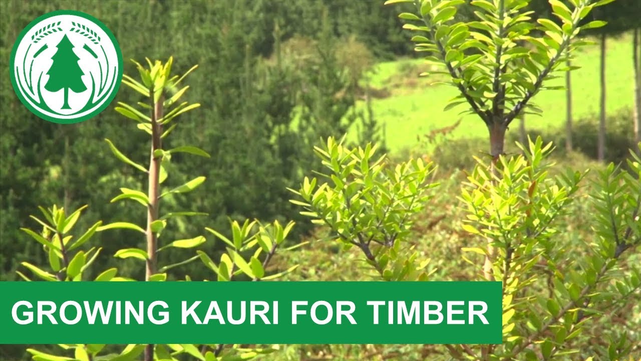 Growing Kauri for Timber