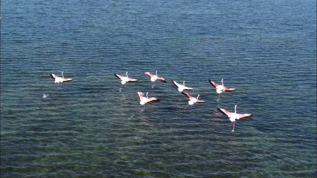 Fly with Flamingos | Cinematic footage at a river Delta