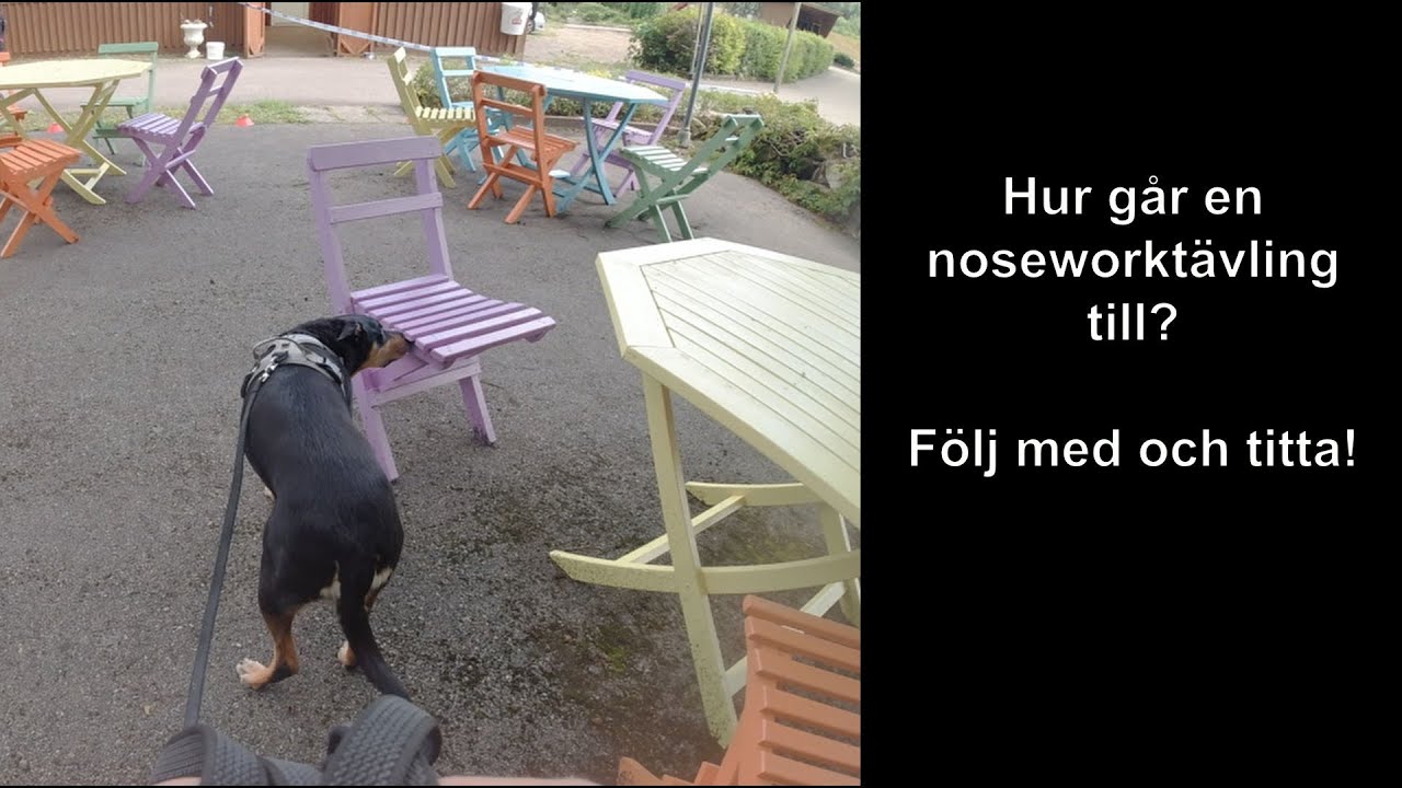 Hur går en noseworktävling till?
