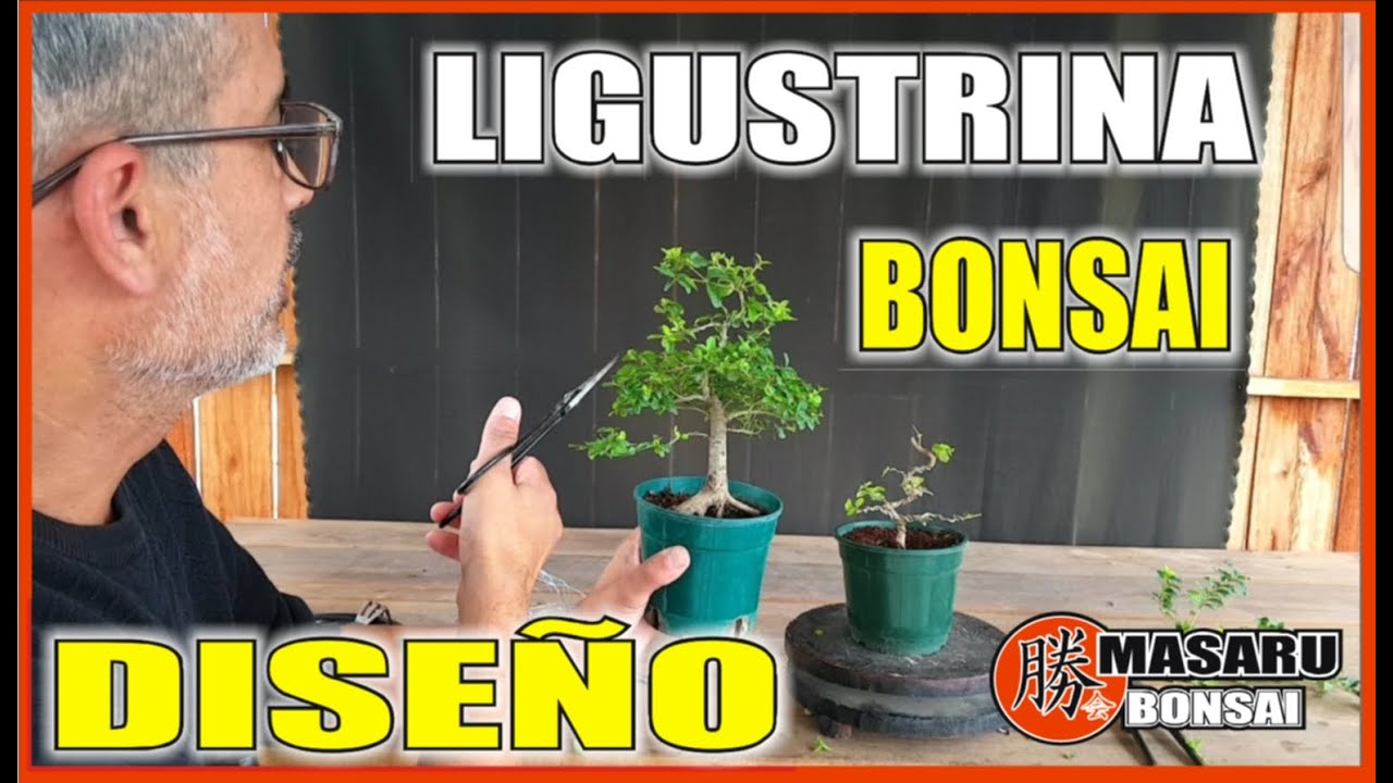 👉BONSAI Y ALAMBRES CLAVADOS 🌳 LIGUSTRINA RETORCIDA!!