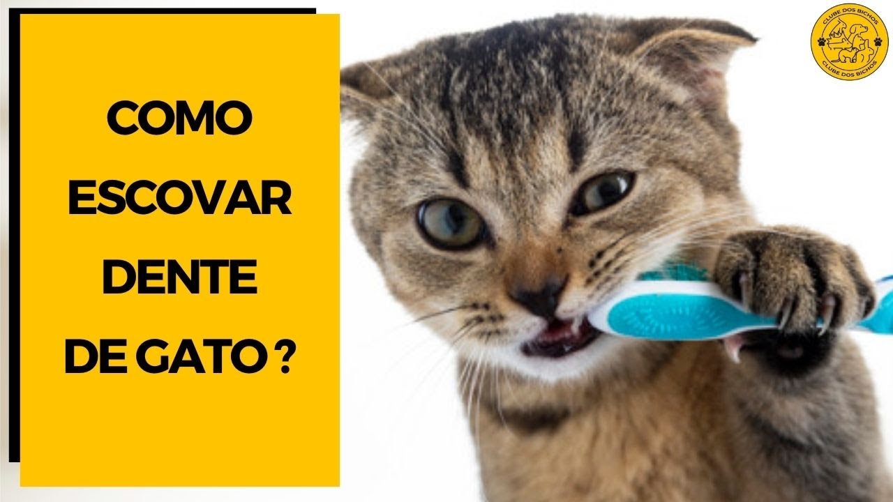 Dente de gato: COMO ESCOVAR?  [ 4 DICAS DE OURO ]