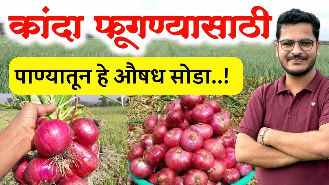 कांदा फूगण्यासाठी पाण्यातून हे औषध सोडा / kanda size honyasathi upay