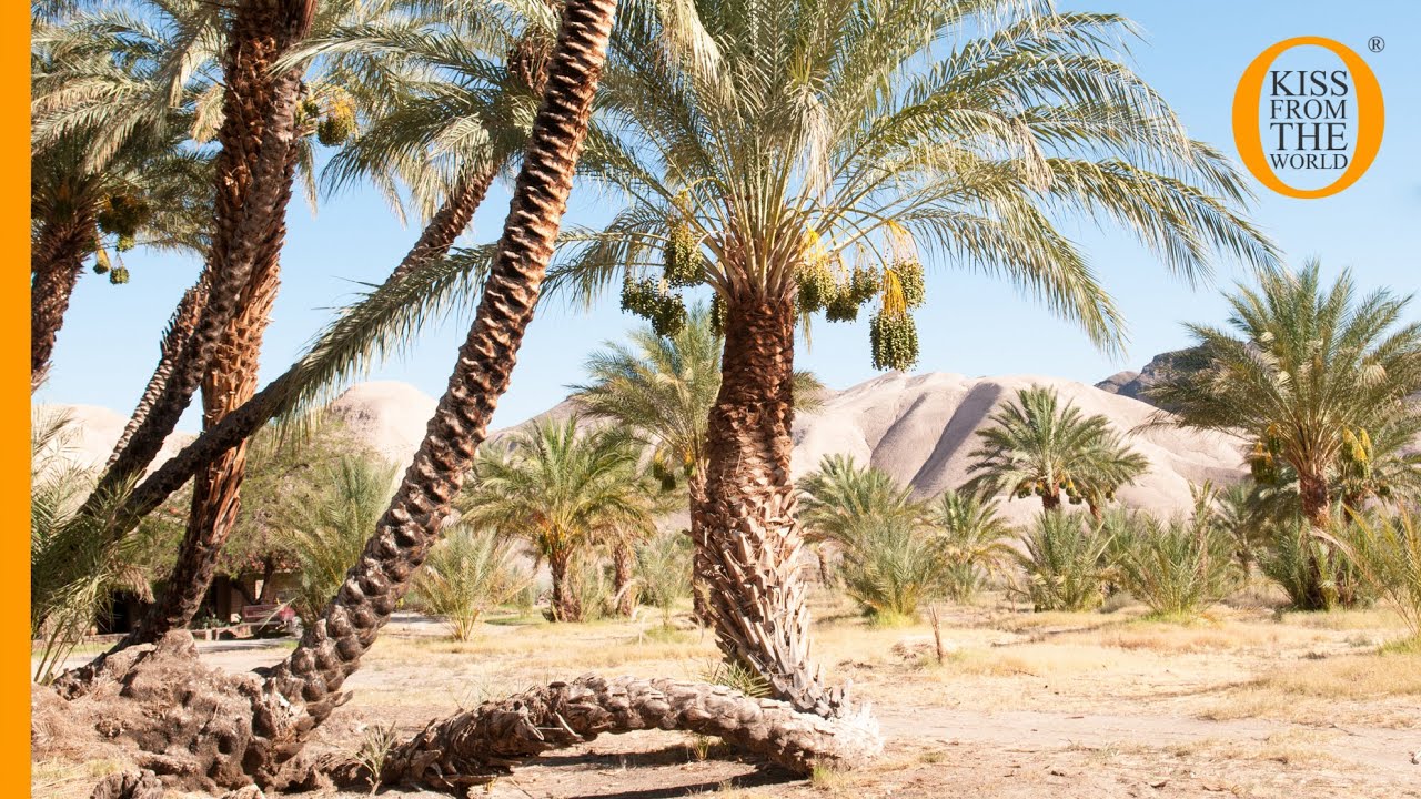 China Ranch date farm: an oasis of date palm trees in the Mojave Desert