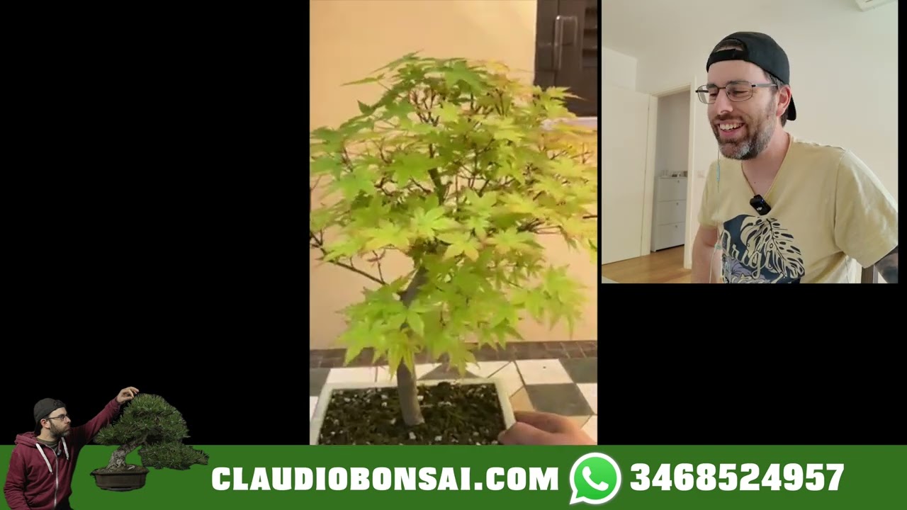 AVREI VOLUTO INSULTARE IL TUO BONSAI MA...