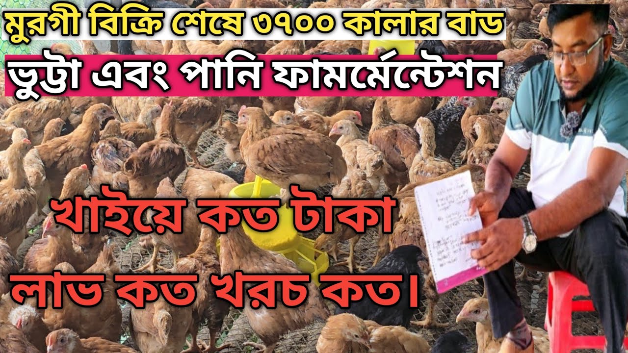 ৩৭০০ কালার বাড মুরগী ভুট্টা এবং পানি ফার্মেন্টেশন খাইয়ে কত টাকা লাভ এবং খরচ কত টাকা A -To-Z ভিডিওতে