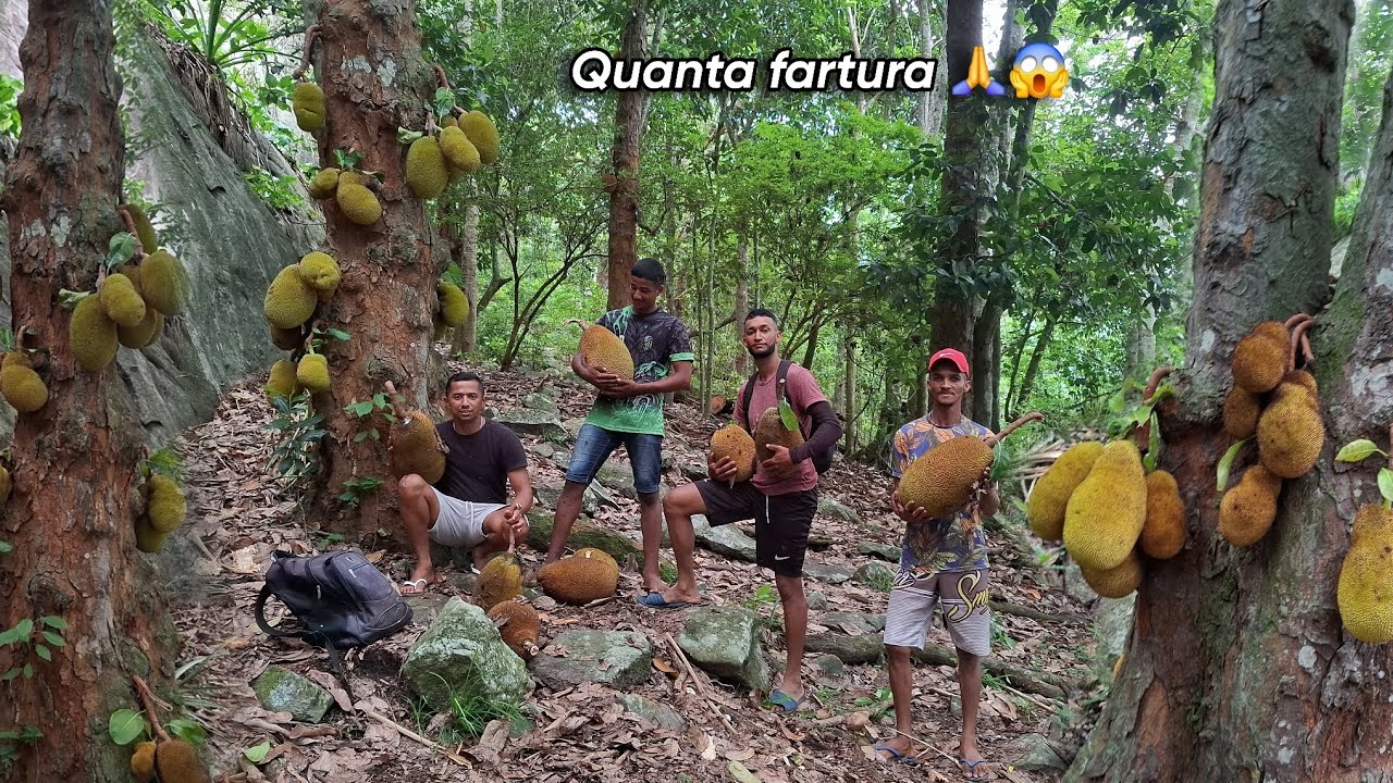 Incrível, um grande Sítio com muita fartura de frutíferas no Sertão Nordestino #sitio#jaca