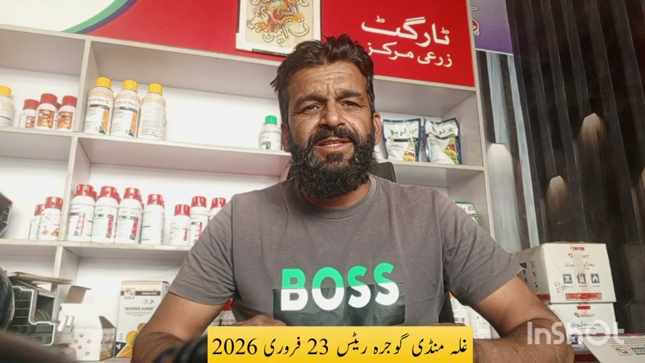 Galla Mandi Gojra Today Rates 🌾 | Wheat Rate Today | Grain Market Gojra Update