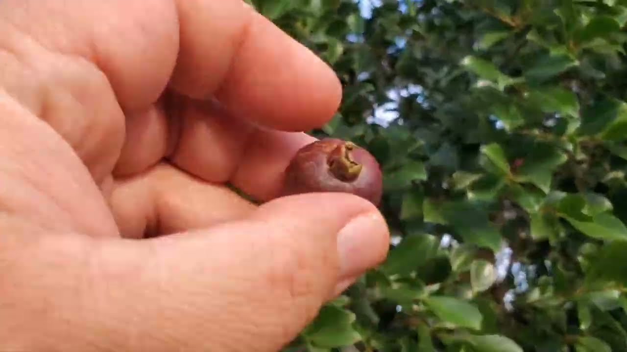 AMAZING Strawberry Guava; info & taste. Grow one of these! 