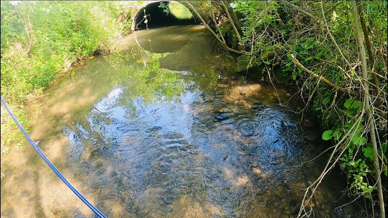 Catching A Huge BROWN TROUT In A Culvert Pipe