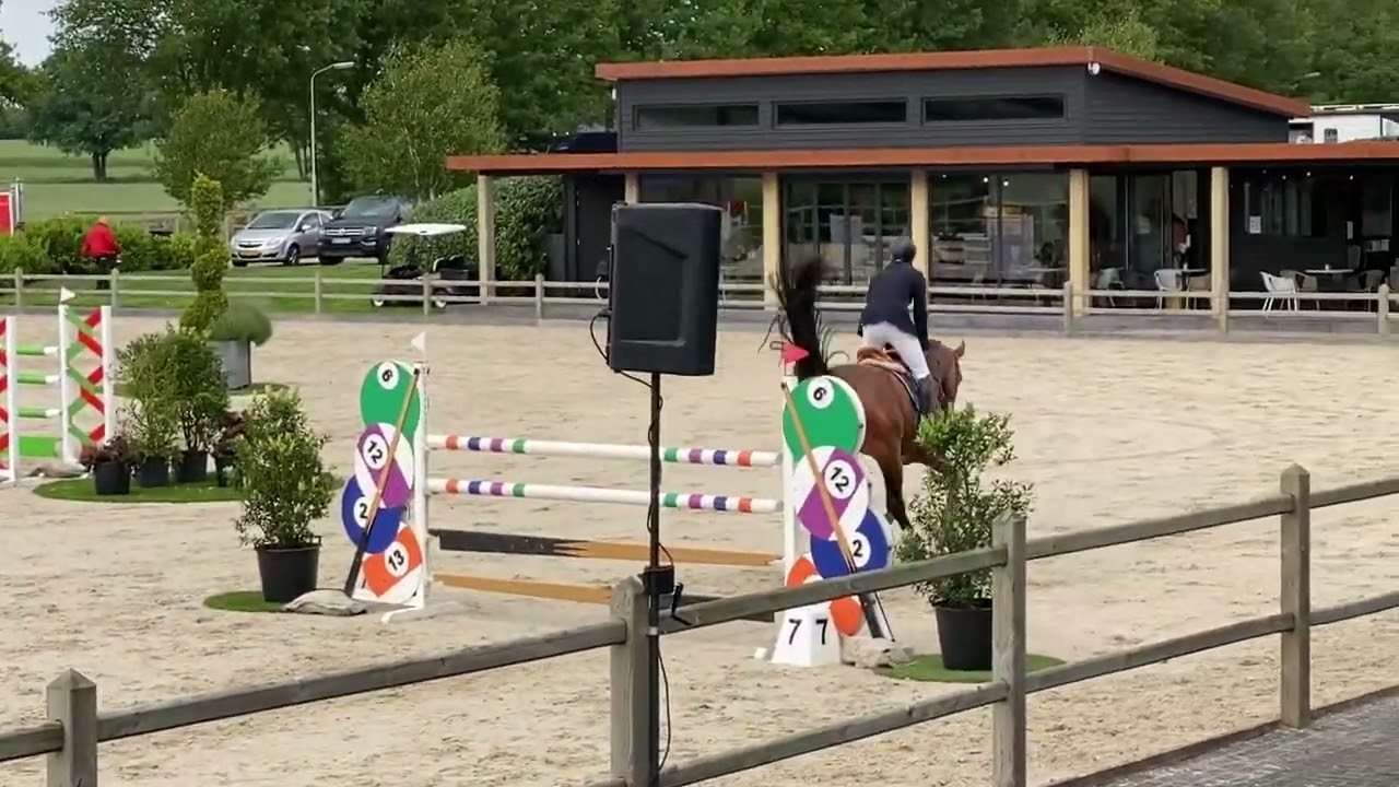 Latif v s Zambesi (heartbreaker) x Verdi x Burggraaf approved stallion