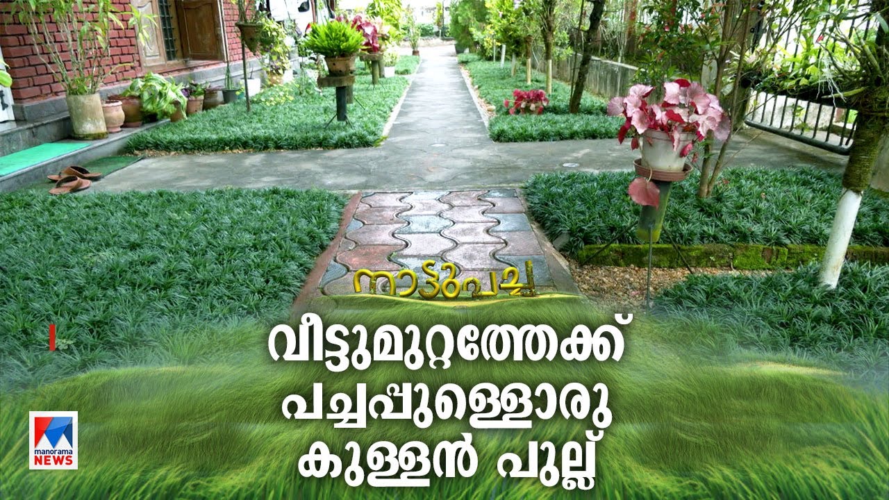 വെയിലിലും തണലിലും ഒരുപോലെ; ഡ്വാർഫ് മൊണ്ടാന ഗ്രാസിന്റെ സാധ്യതകൾ|Nattupacha