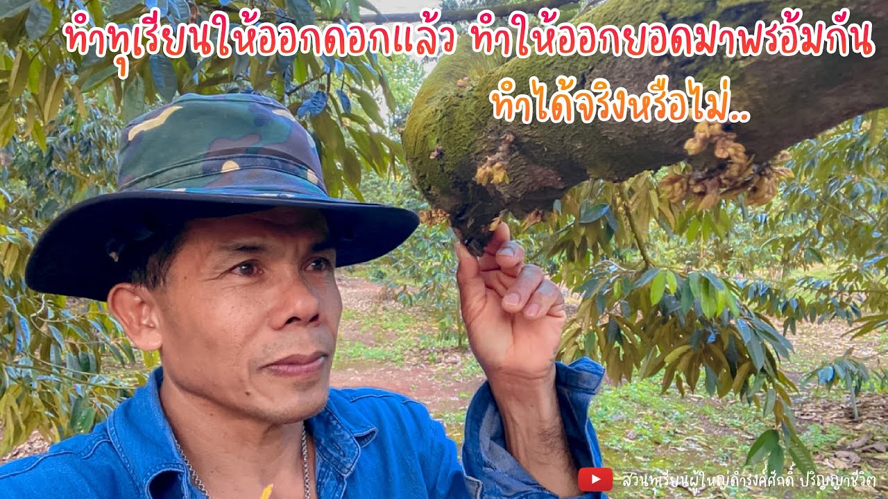 ทำทุเรียนให้ออกดอกแล้ว ทำให้ออกยอดมาพร้อมกัน ทำได้จริงหรือไม่ | EP.23