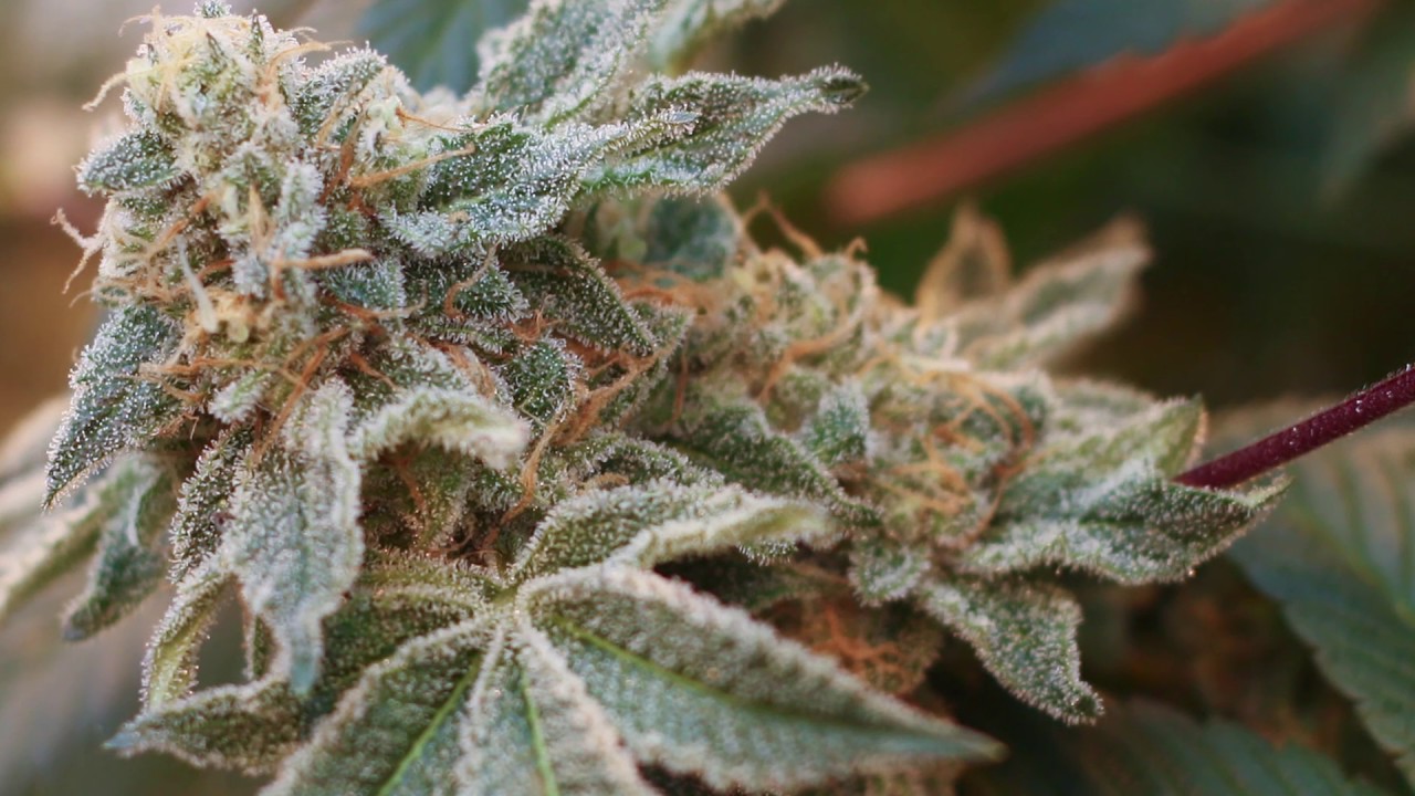 Alien Orange Cookies | From the Soil - Flower Hour