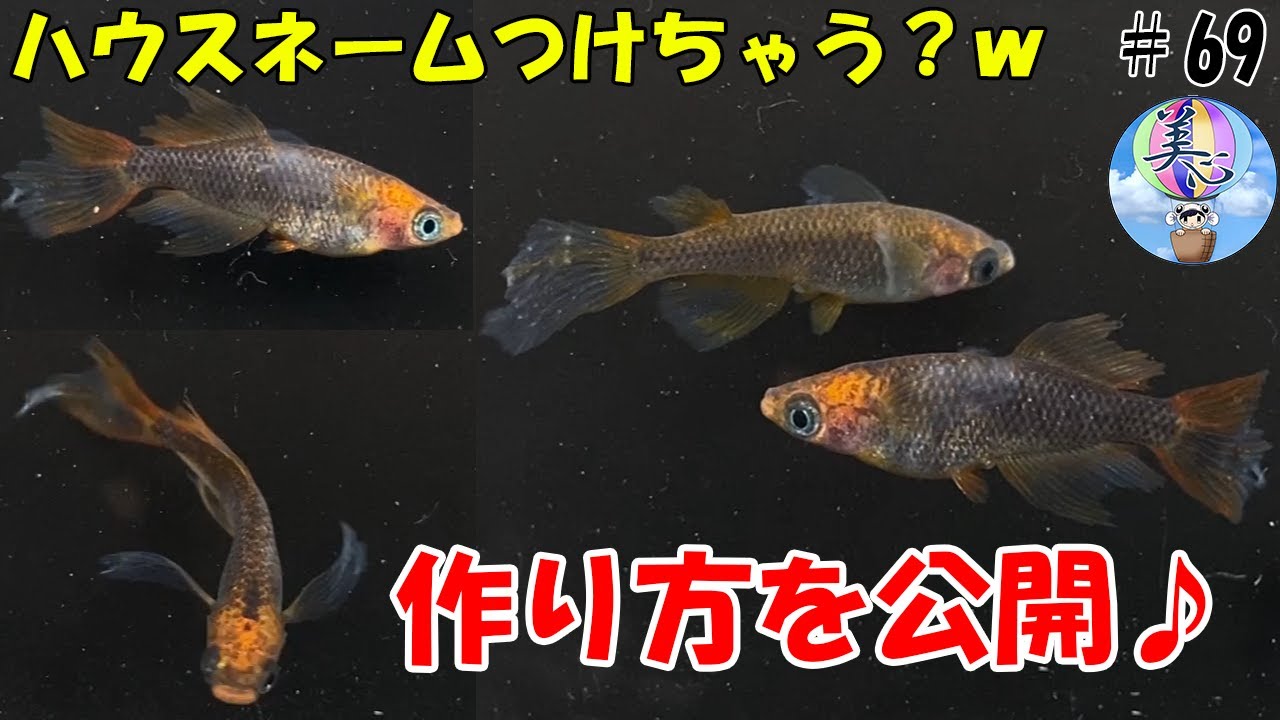 朱赤透明鱗ブラックリムヒレ長スワローの作り方♪【掛け合わせ】＃６９ ～美心めだか～