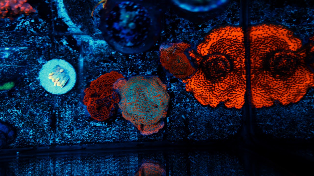 CRAZY T MONTIPORA 🤯  s9+ 🤳🏽 💁🏽&zwj;♂️