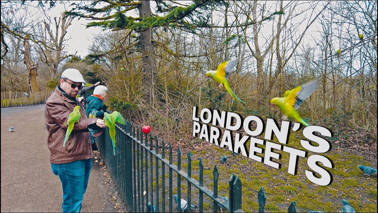 Secret London Spot 🇬🇧 – Wild but friendly parakeets 🦜 of Kensington Gardens ⛲️