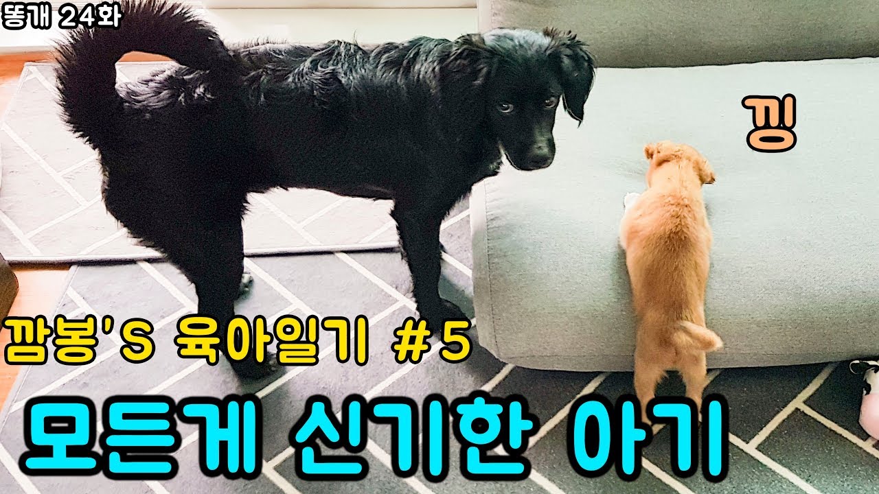 모든게 신기한 아기강아지 봉순이 /