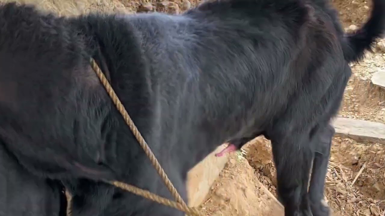 Goat Beautiful Moments time of the village farm  | Goat Breeding .Episode 07) 