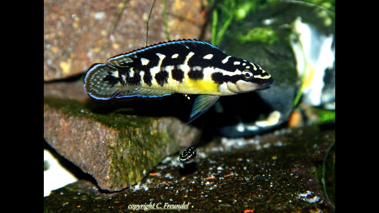 Julidochromis Transcriptus Kissi Bemba Wildfangnachzuchten Update 2016 05 14