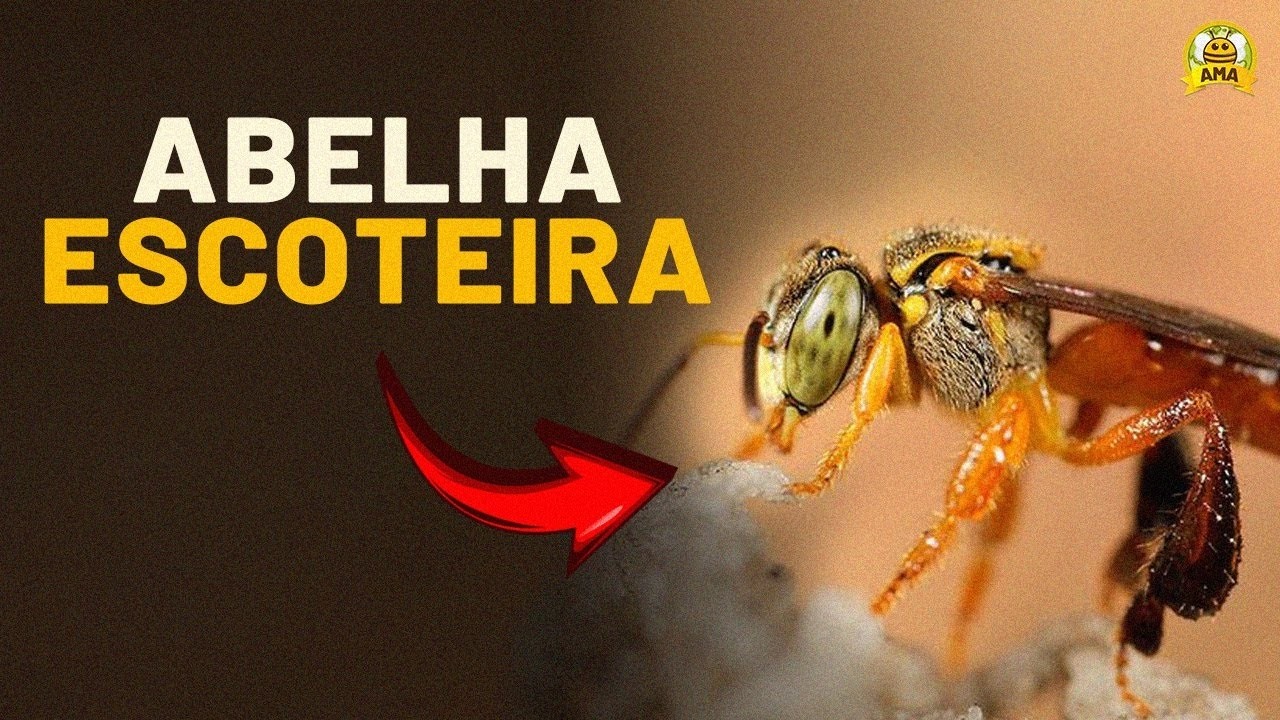 O que é uma ABELHA ESCOTEIRA?