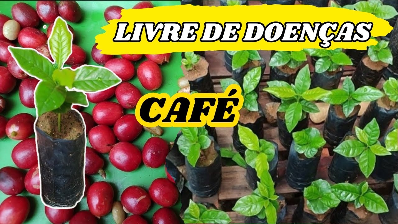 Como fazer MUDAS DE CAFÉ / Como preparar o SUBSTRATO para MUDA DE CAFÉ