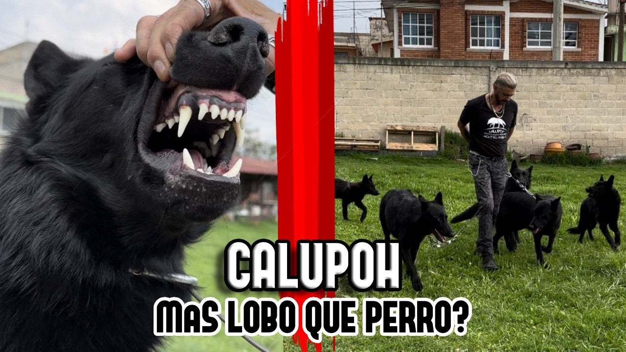 ASÍ es la vida con DECENAS de PERROS LOBO MEXICANOS (CALUPOH)