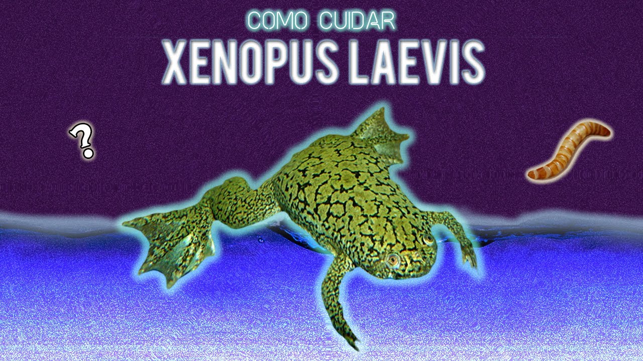 O BERÇÁRIO DAS XENOPUS #EP1 RECINTO !!
