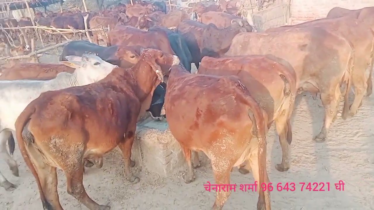 टॉप क्लास साहीवाल राठी गाय चेनाराम शर्मा 96 643 74221 घी भी देशी गाय मीलताह है