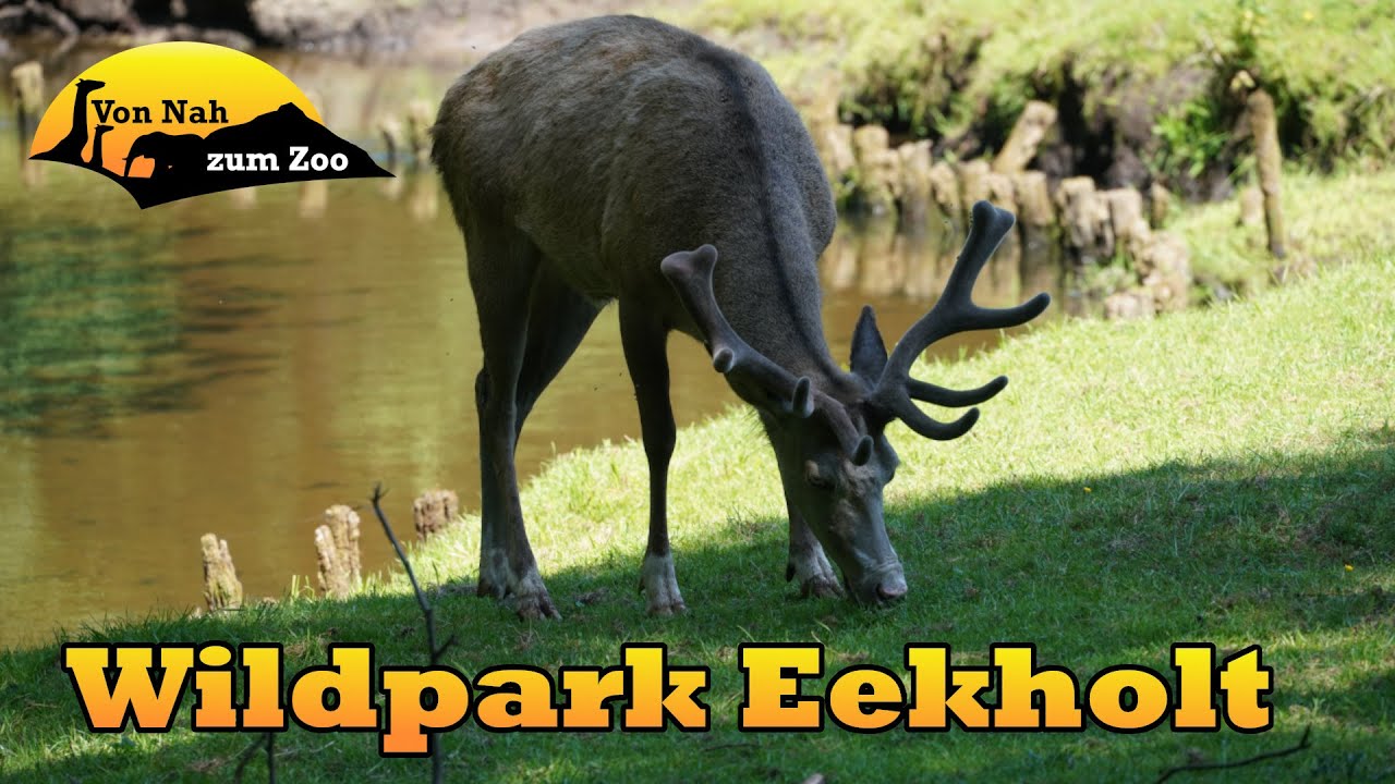 Wildpark Eekholt - Natur erleben? - Von Nah zum Zoo 4k