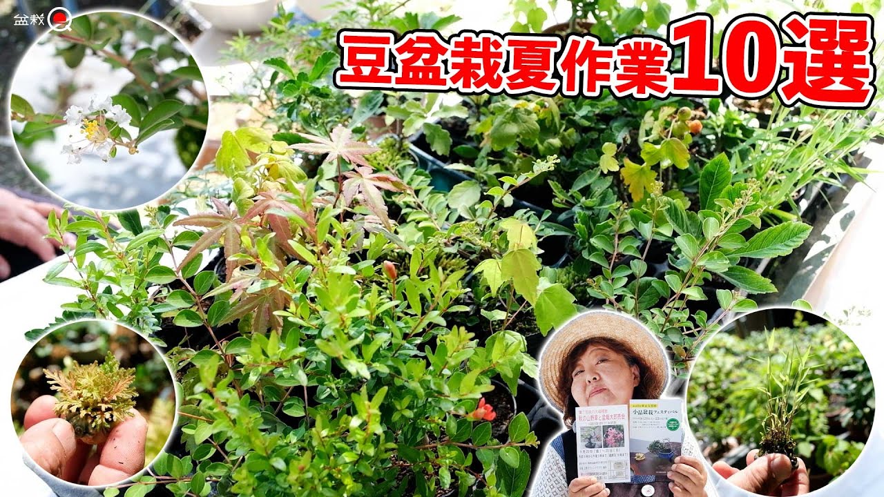 夏に行う豆盆栽の作業10選【盆栽Q】
