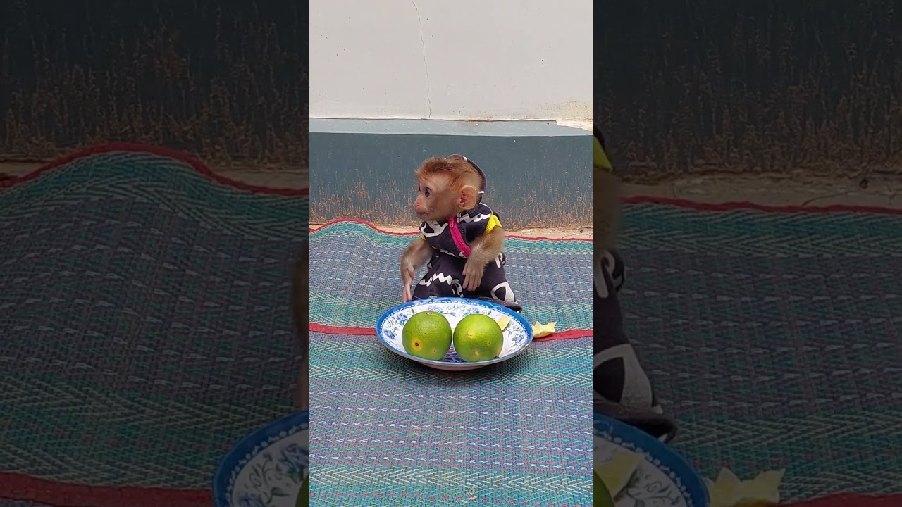 Adorable Buno Wait Mom Help To Cut Orange For Him #cute #viralshort #viralvideos