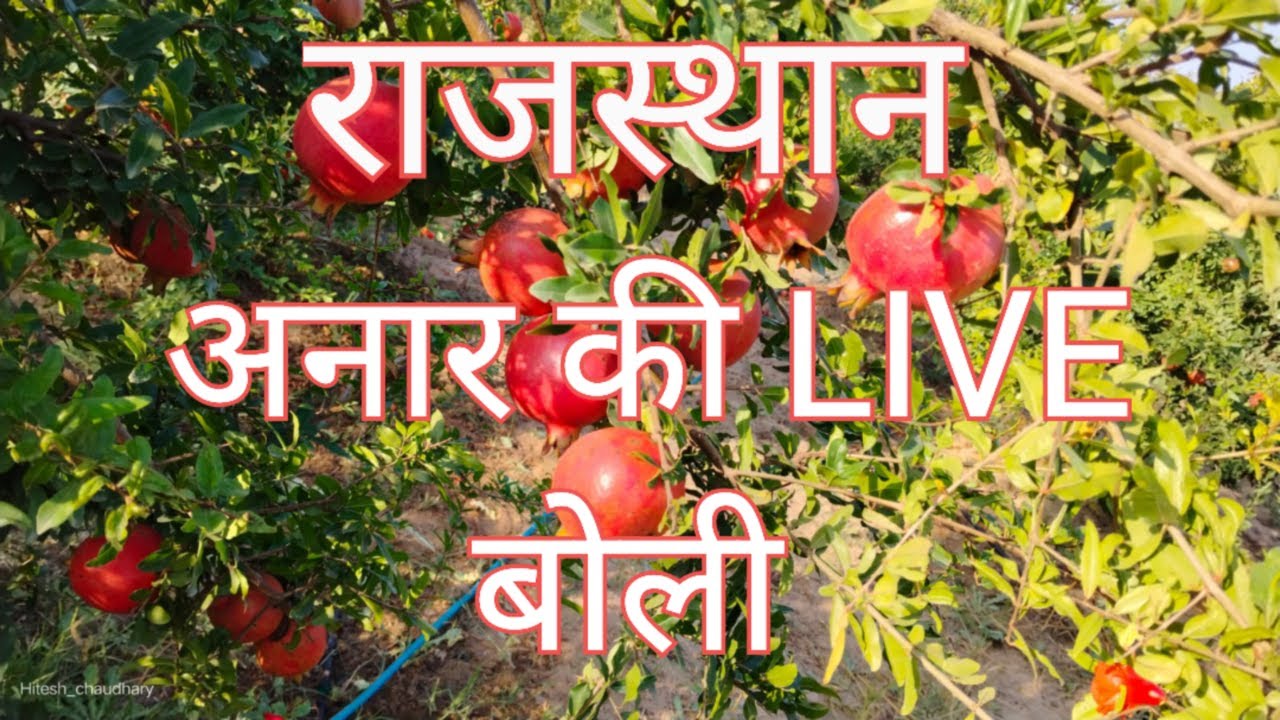 अनार की बोली | Rajasthan Anar Auction Today | 16 December Mandi Bhav | Pomegranate Price