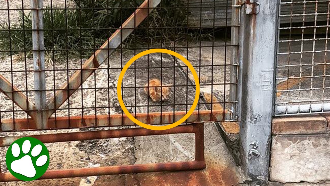 Couple spots TINY one-eyed kitten behind a fence