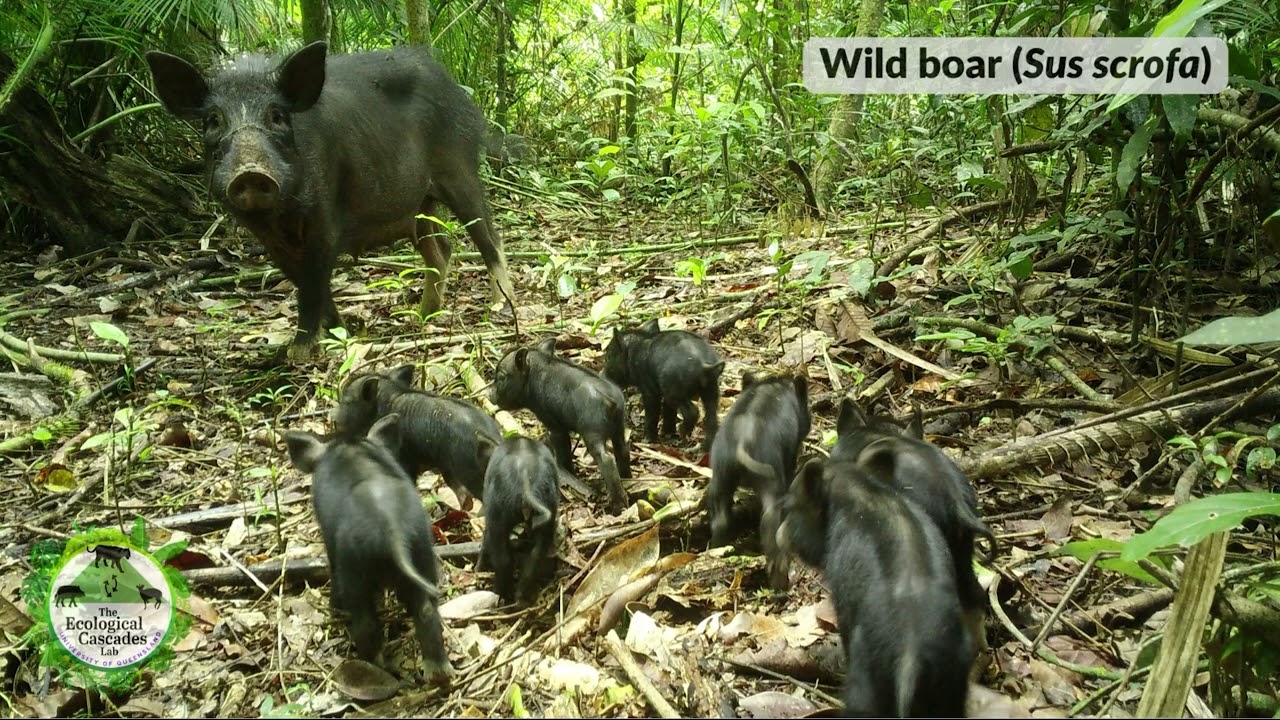 ECL Australian Wet Tropics Camera Trap Images