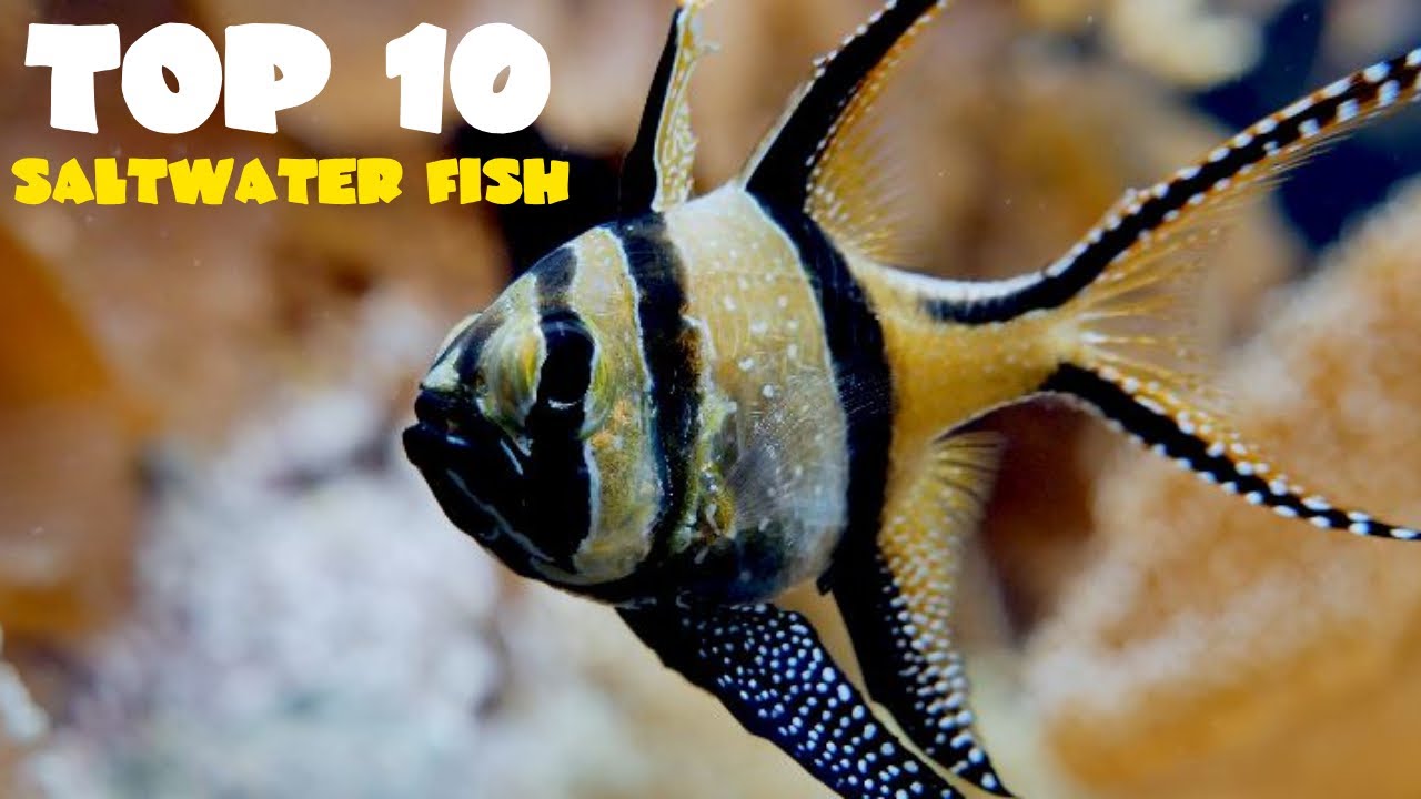 Top 10 Fish for 40 Gallon Saltwater Tank