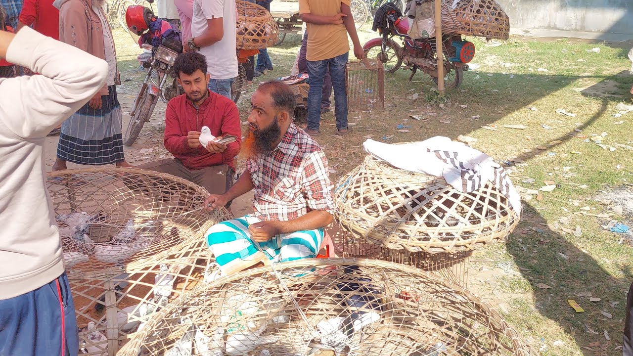 রাজশাহীর বিখ্যাত কাটাখালী কবুতরের হাটের ভিডিও, রোজ-শুক্রবার। ২৮/১১/২৫. #viralvideo #kabootar #viral 