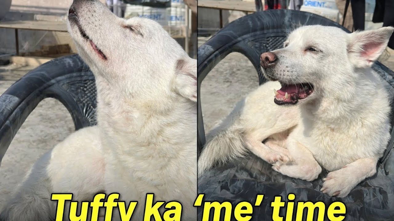 Aaj Tuffy ne aapne me time enjoy Kiya✨☀️