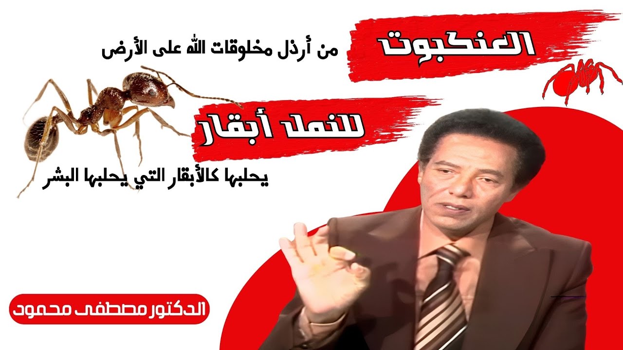 العنكبوت جامع الرذائل، والنمل الذي لديه أبقار مثل البشر، أمم أمثالكم، من روائع الدكتور مصطفى محمود
