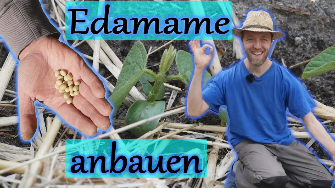 Sojabohne | Edamame anbauen | Mulchen und kleiner Gewächshaus Rundgang