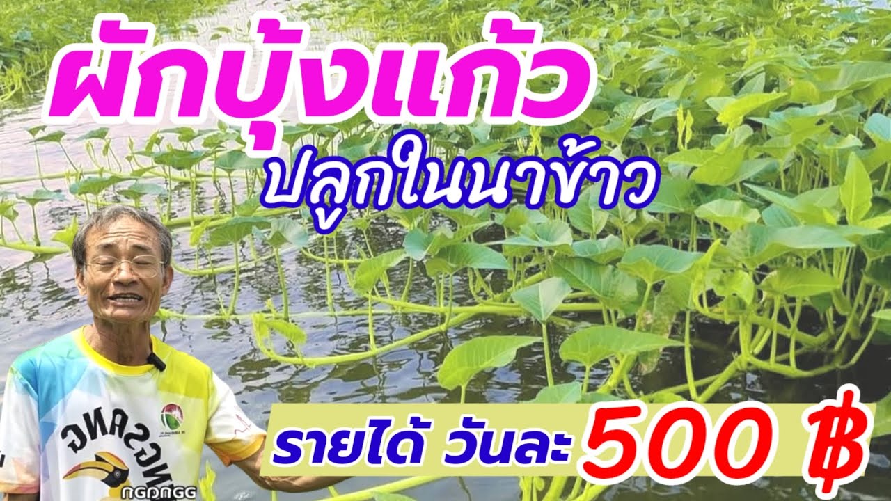 ผักบุ้งแก้ว ปลูกในนาข้าว รายได้ วันละ 500 บาท