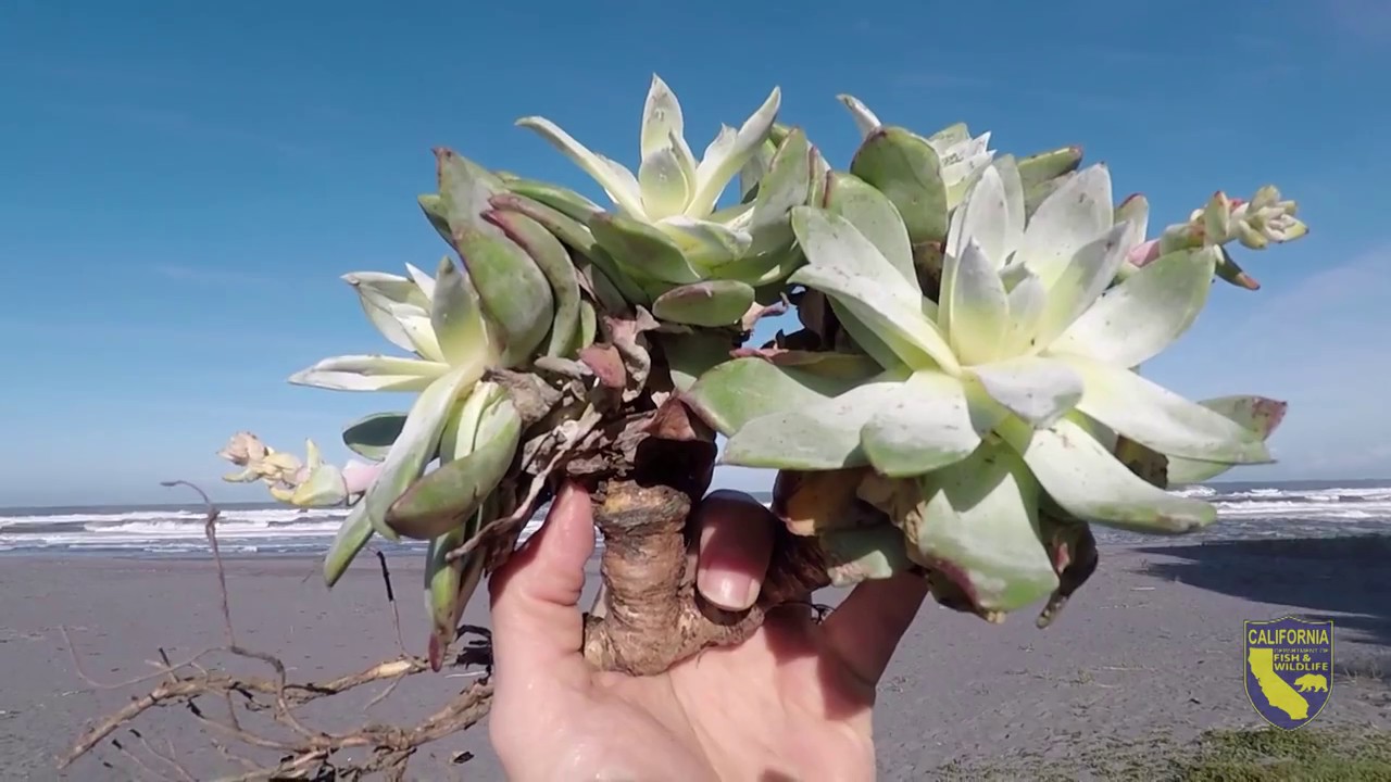 Dudleya Farinosa Replanting Effort